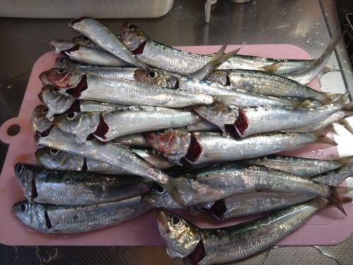 マイワシの釣果