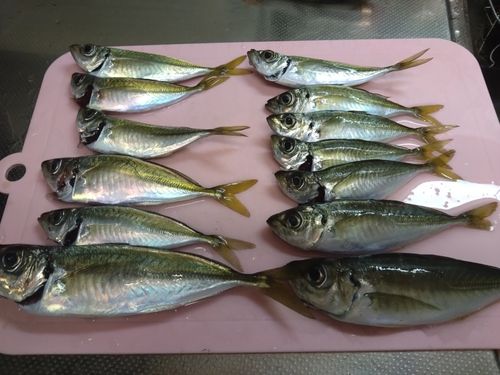 マアジの釣果