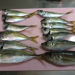 マアジ