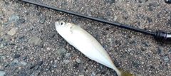 マアジの釣果