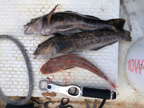 アイナメの釣果