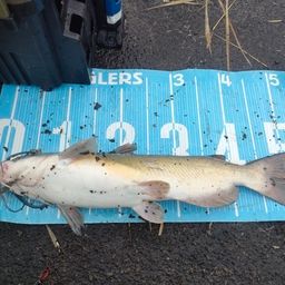 チャネルキャットフィッシュ