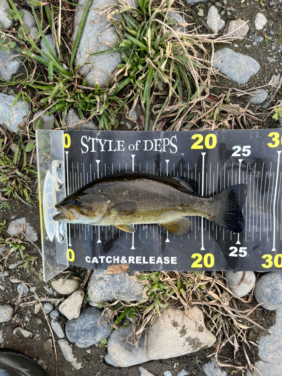 スモールマウスバス