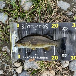 スモールマウスバス