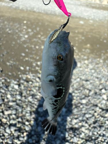 トラフグの釣果