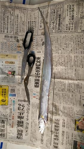 タチウオの釣果