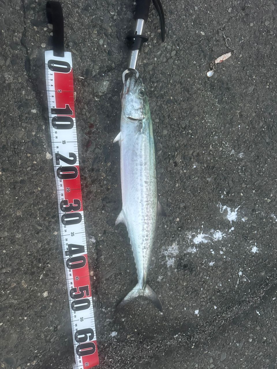 DAIWA 18レガリス LT3000S-C-DHの最安値・インプレ・釣果 | 本音の
