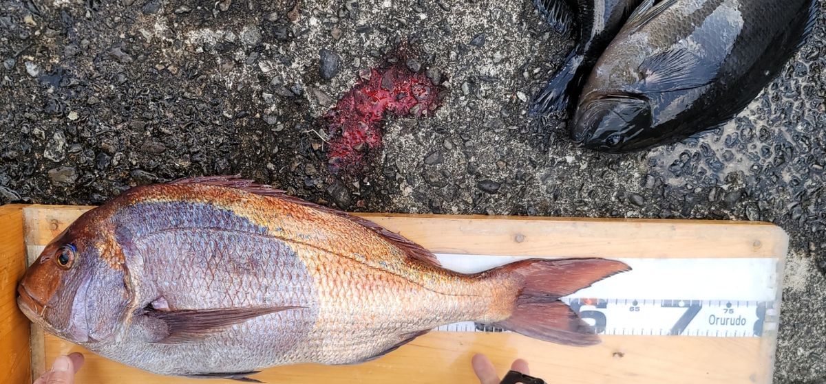 バラやんさんの釣果 1枚目の画像