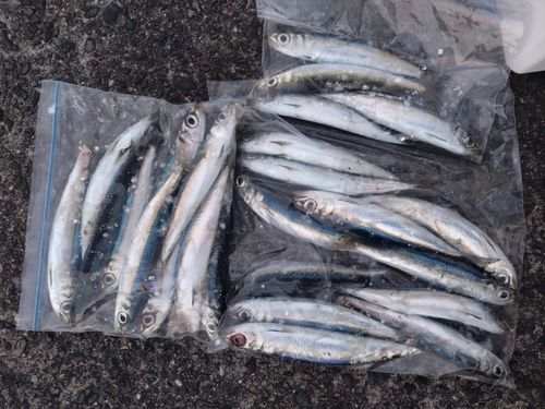 イワシの釣果