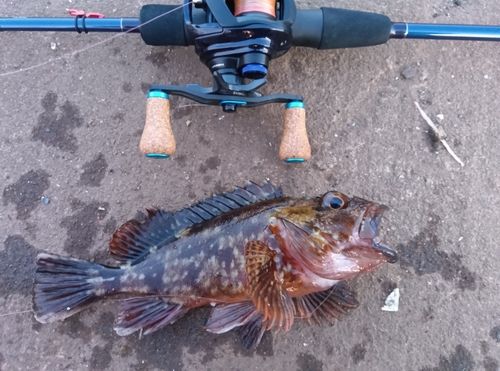 カサゴの釣果