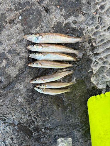 シロギスの釣果