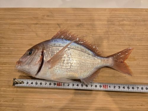 ハナダイの釣果