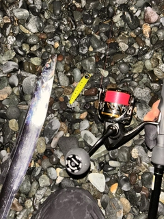 タチウオの釣果