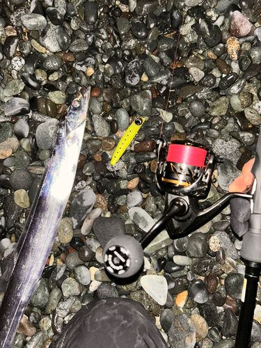 タチウオの釣果