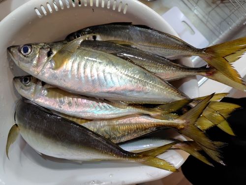 アジの釣果