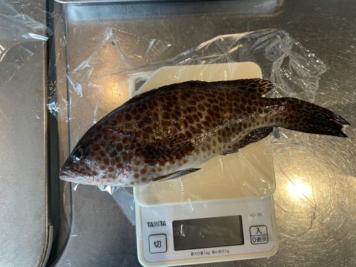 オオモンハタの釣果