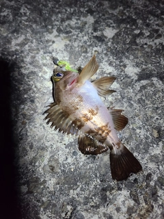 メバルの釣果