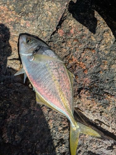 シマアジの釣果