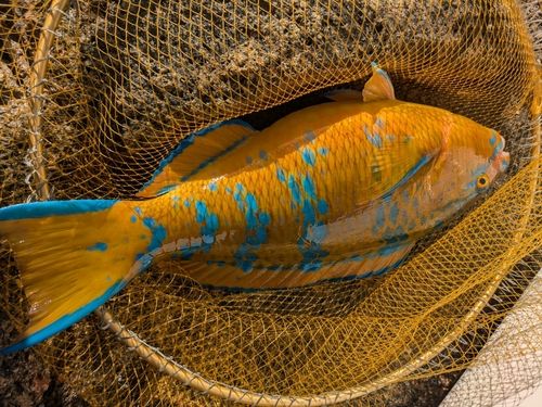ヒブダイの釣果