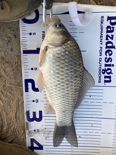 ヘラブナの釣果