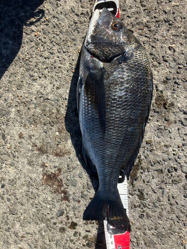 クロダイの釣果