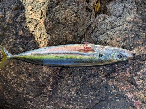 ムロアジの釣果