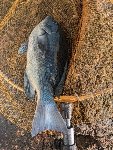 グレの釣果