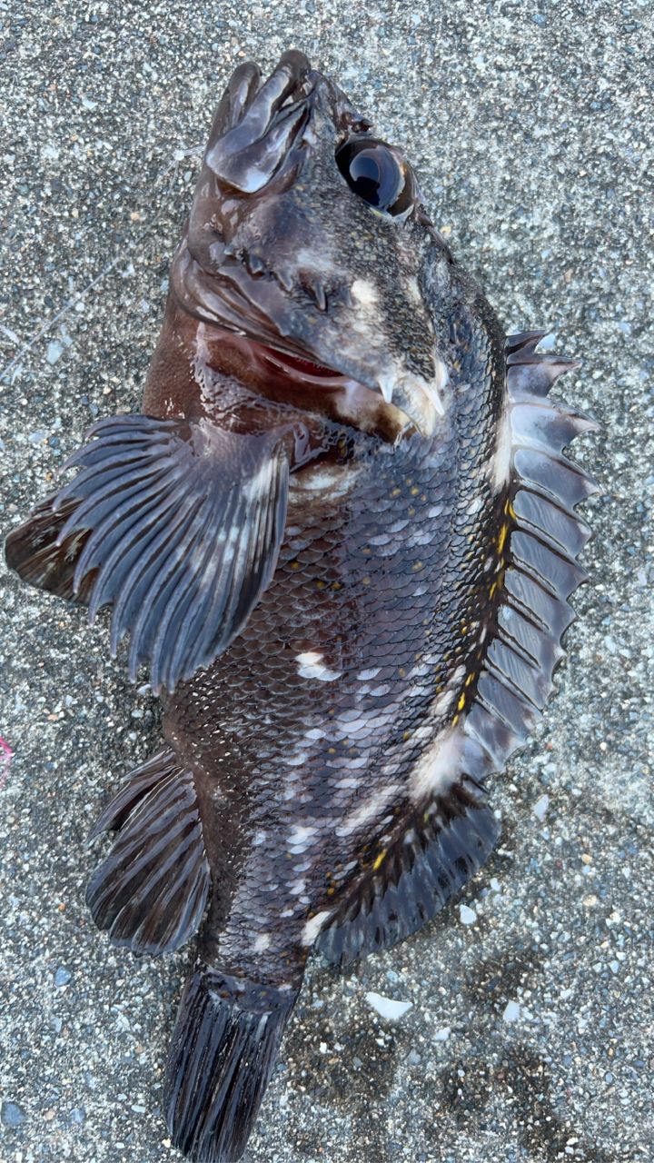 オウゴンムラソイ