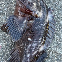 オウゴンムラソイ