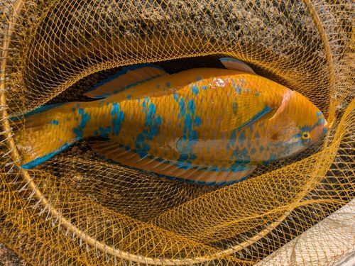 ヒブダイの釣果