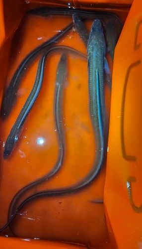 マアナゴの釣果