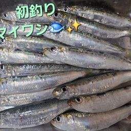 マイワシ