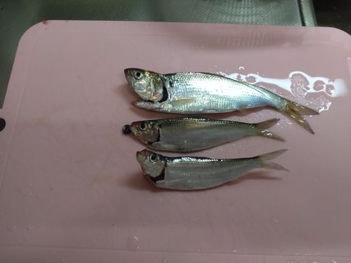 コハダの釣果
