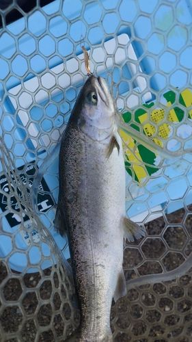 ニジマスの釣果