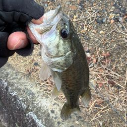 ラージマウスバス