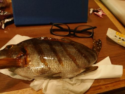 タカノハダイの釣果