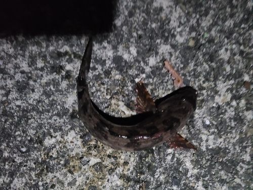 アイナメの釣果