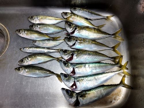 マアジの釣果