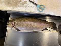 ニジマスの釣果