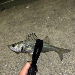 セイゴ（タイリクスズキ）