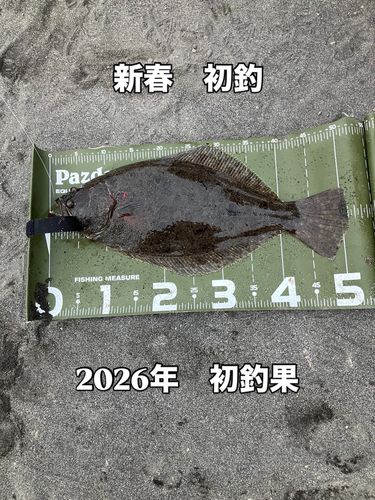 ヒラメの釣果