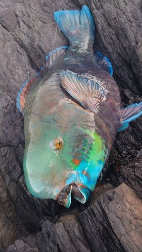 アオブダイの釣果