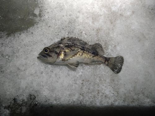 クロソイの釣果