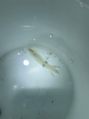 三陸海岸（青森）