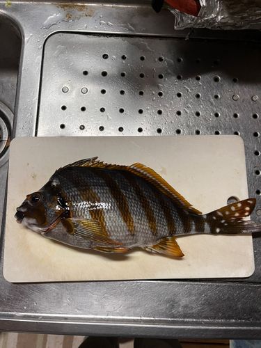 タカノハダイの釣果