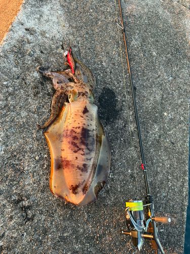 アオリイカの釣果
