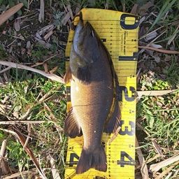 スモールマウスバス