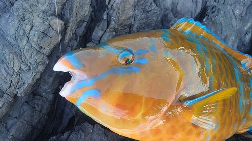 ヒブダイの釣果