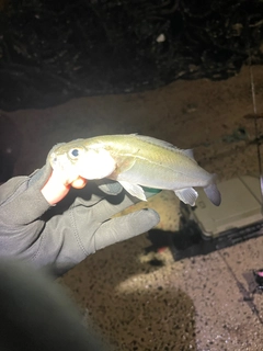 セイゴ（マルスズキ）の釣果
