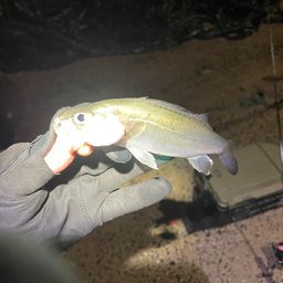 セイゴ（マルスズキ）